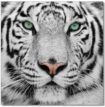 J&M Wall Art Black & White Tiger 18189